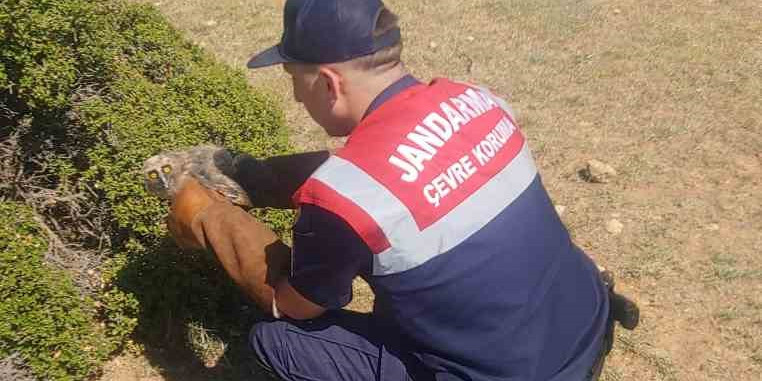 Jandarmanın bulduğu yaralı baykuş tedavi altına alındı