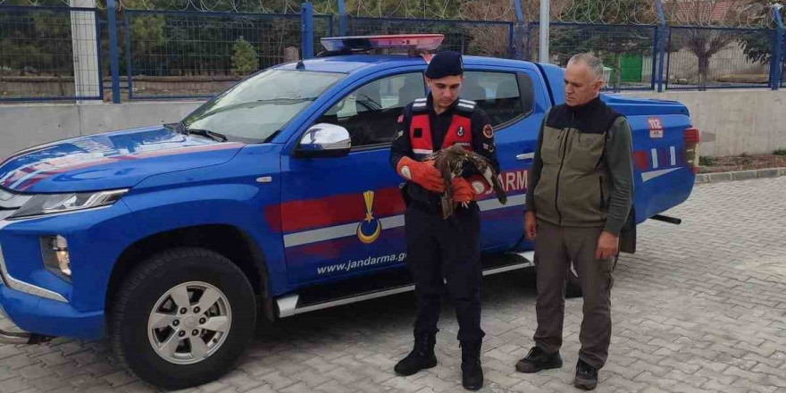 Jandarmanın bulduğu yaralı şahin koruma altına alındı