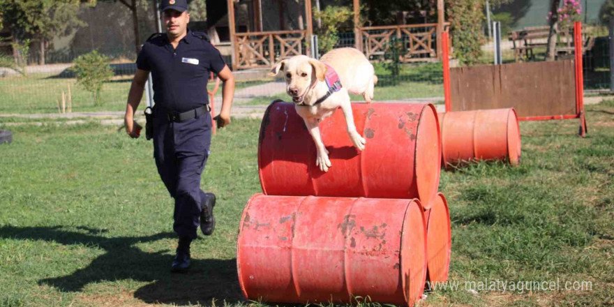 Jandarmanın hassas burunları, suçluların korkulu rüyası oldu