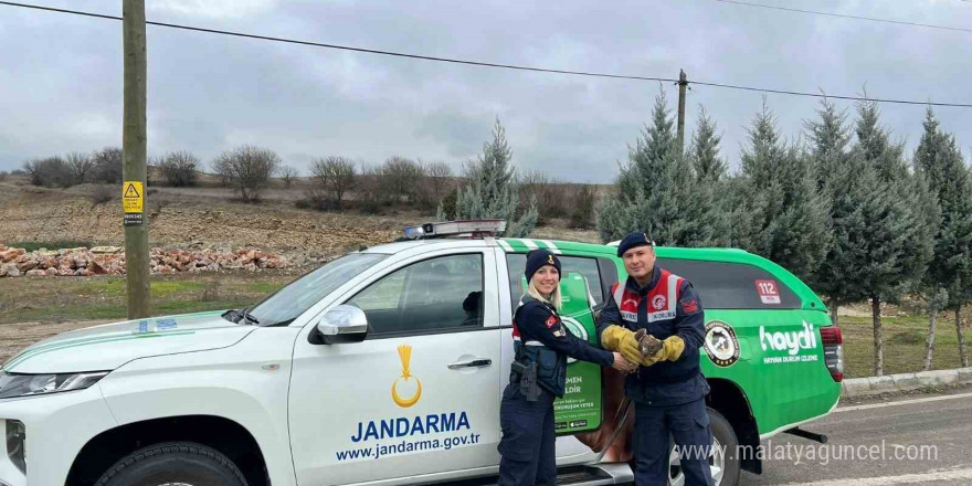 Jandarmanın yaralı bulduğu 2 kızıl şahin tedavi edildi