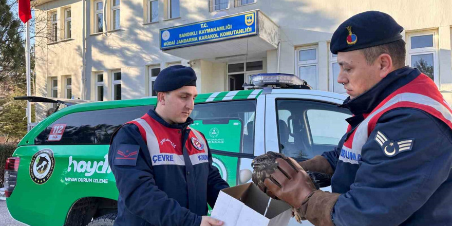 Jandarmanın yaralı halde bulduğu kızıl şahin koruma altına alındı