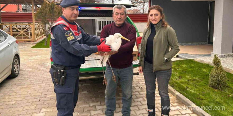 Jandarmanın yaralı olarak bulduğu büyük ak balıkçıl tedavi altında