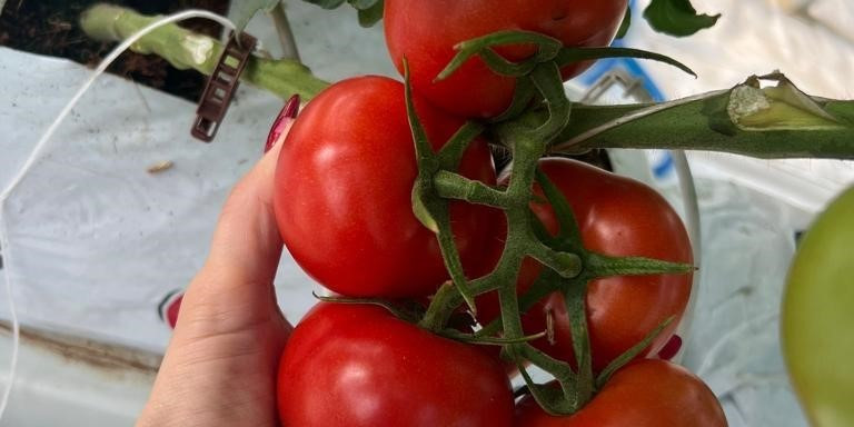 Jeotermal ısıtmalı sera projesinde ilk hasat yapıldı