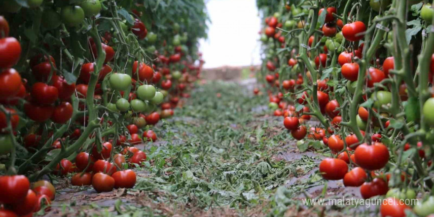 Jeotermal serada ilk dönemde 700 ton domates hasadı yapıldı