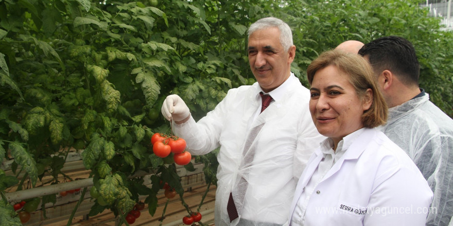 Jeotermal Sera’da yılın ilk hasadı yapıldı