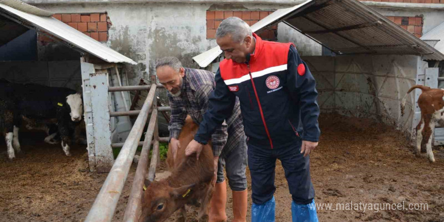 ’Jersey’ projesiyle süt üretimi ve hayvansal üretimden elde edilen gelir arttı