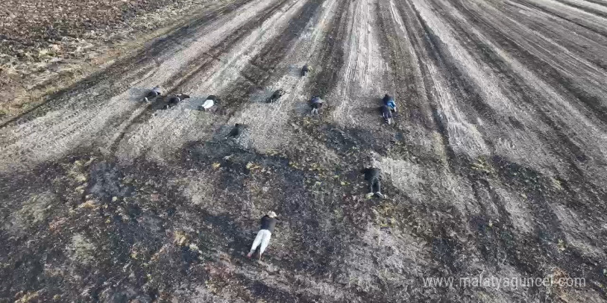 Kaçak göçmenlerin tarlada yakalanma anı dron kamerasında