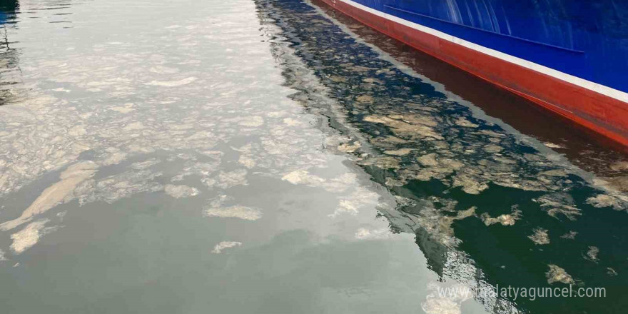 Kadıköy’de deniz yüzeyinde müsilaj tehdidi