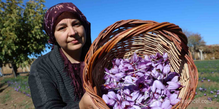 Kadın girişimcinin safran üretimi bölgeye örnek oldu: 300 bin liralık ürün gramla satılıyor