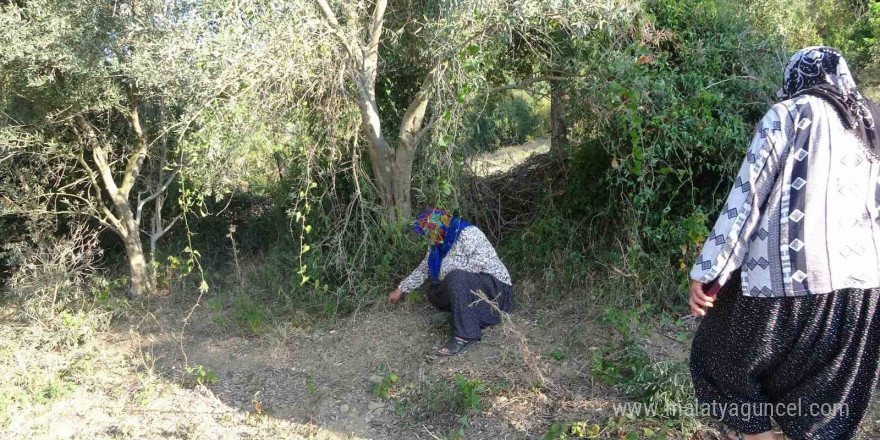 Kadınlara karşı soyunup tartışan kişi zeytin ağaçlarını kesti iddiası