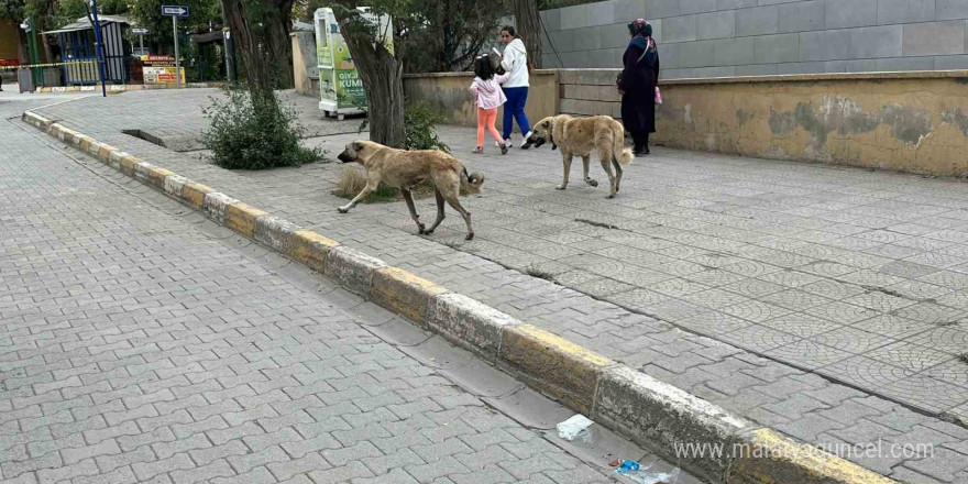 Kağızman’da başıboş köpekler tehlike saçıyor