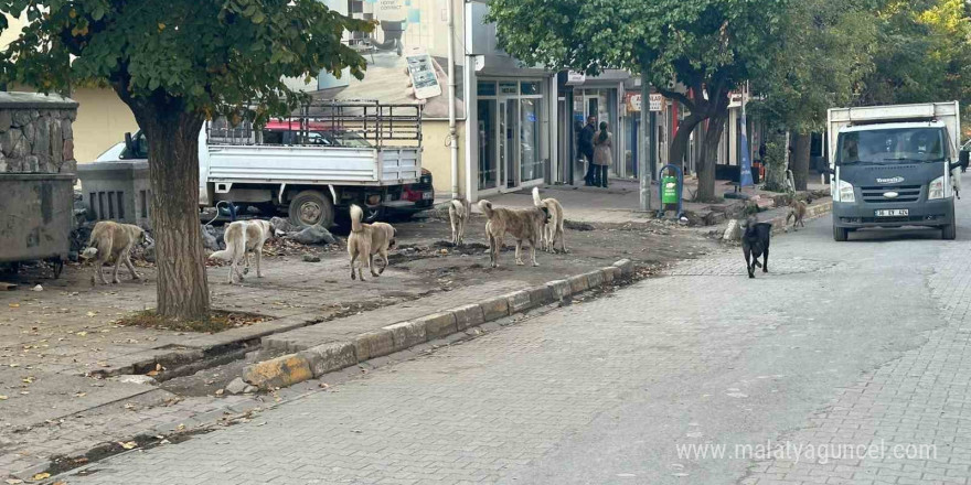 Kağızman’da başıboş köpekler tehlike saçıyor