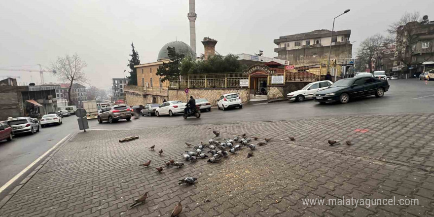 Kahramanmaraşlı esnaf depremde hasar alan cami önündeki güvercinleri her gün yemliyor