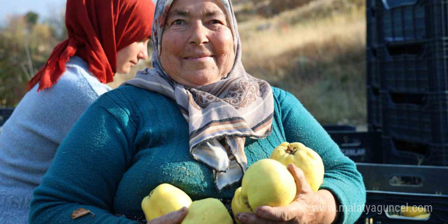 Kahramanmaraş’ta ayva hasadı