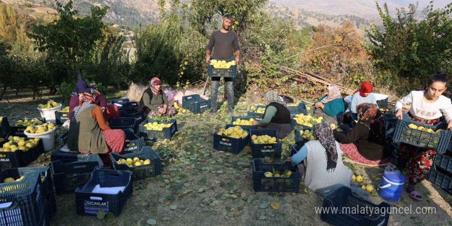 Kahramanmaraş’ta ayva hasadı