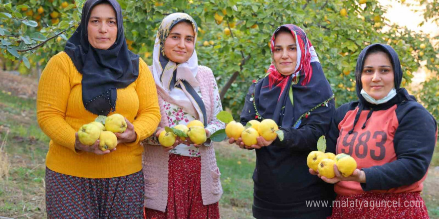 Kahramanmaraş’ta ayva hasadı