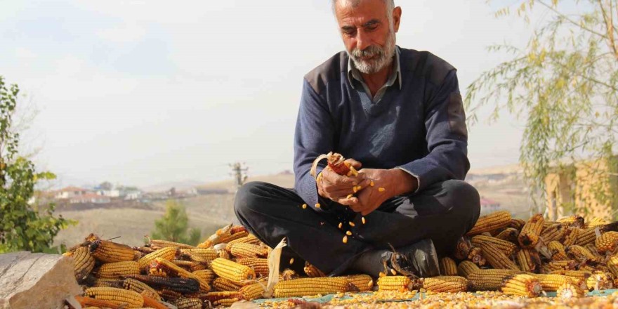 Kahramanmaraş’ta mısır hasadı sona erdi