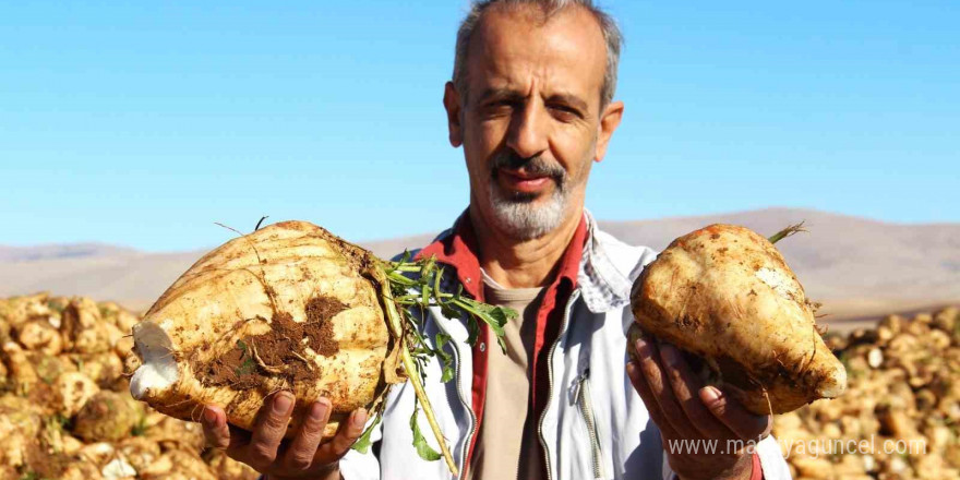 Kahramanmaraş’ta şeker pancarı hasadı başladı