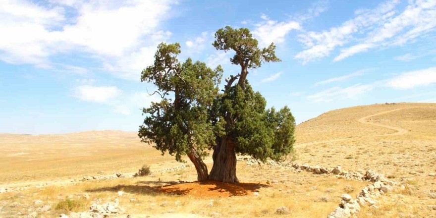 Kahramanmaraş’ta yalnız ardıç ağacı