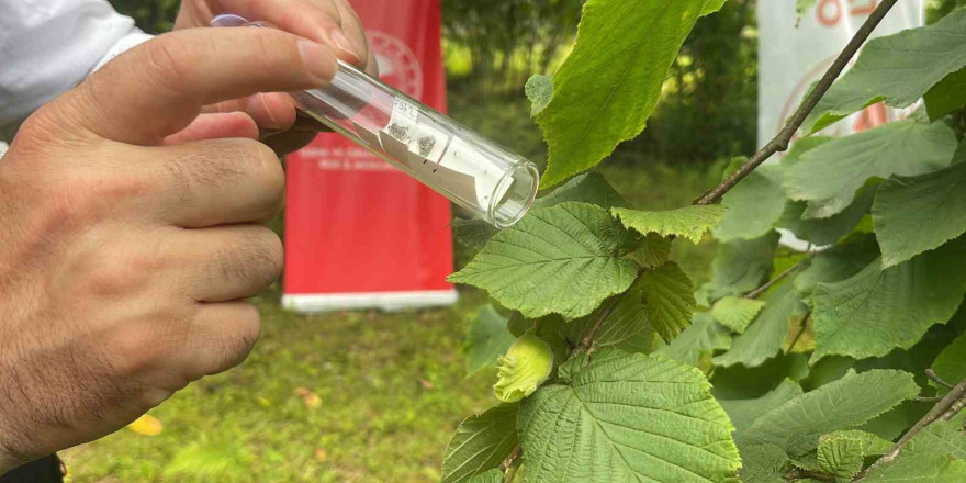 Kahverengi kokarca ile mücadele için doğaya samuray arıcıkları salındı