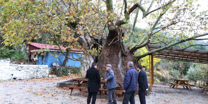 Kale’nin 13 metre çapındaki 8 asırlık Erenler Kavağı anıt ağaç olacak