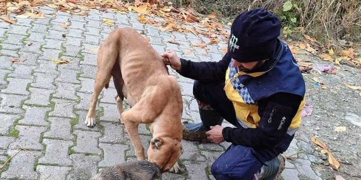 Kanalizasyon giderine sıkışan yavru köpek kurtarıldı, annesi ekiplere adeta teşekkür etti