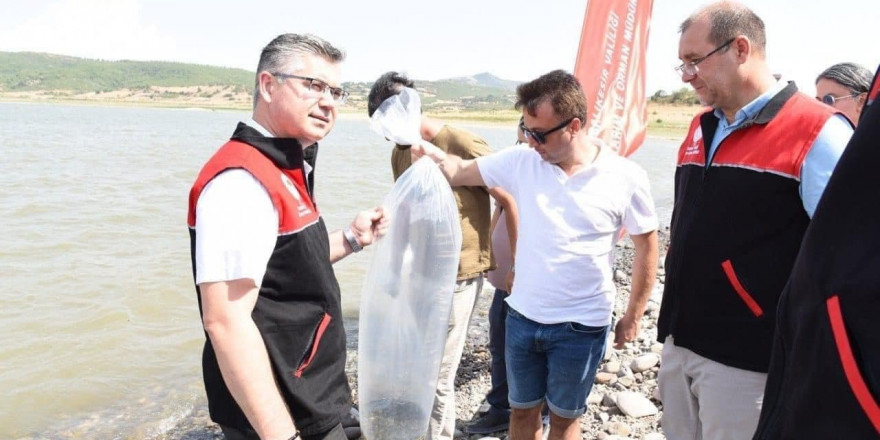 Kapıdağ’da bulunan gölete 50 bin sazan balığı salındı