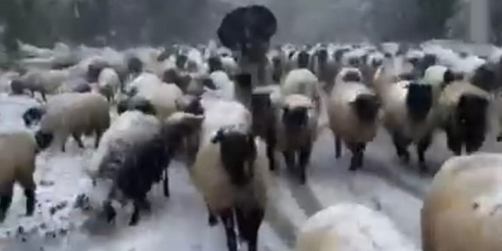 Kar bastırınca yayladan mezraya 3 günde ulaştılar