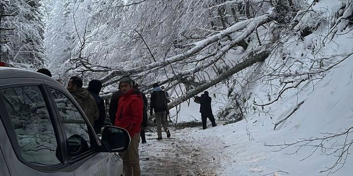 Kar ve tipiye dayanmayan ağaçlar Gölcük Tabiat Parkı yoluna devrildi