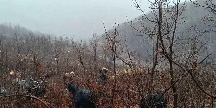 Kar ve tipiye yakalanan hayvan sürüsü güçlükle köye ulaştırıldı