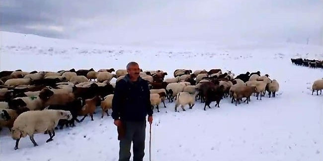 Kar yağışı besicilere zor anlar yaşattı