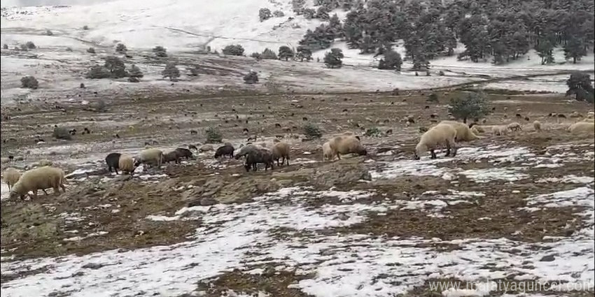 Kar yağışına yaylada yakalandı, koyunlarına türkü söyleyerek duygusal anlar yaşattı