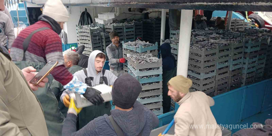 Karadeniz’den tonlarca hamsi çıktı