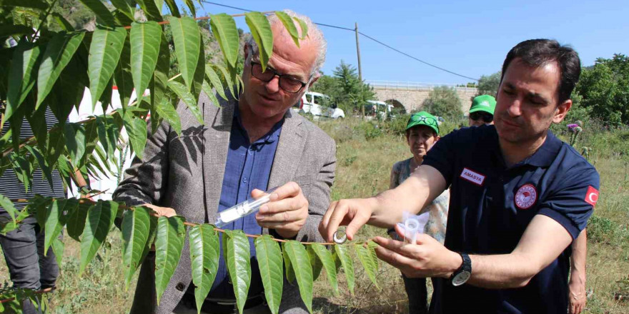 Karadeniz’i kahverengi kokarcadan samuray arılar koruyacak