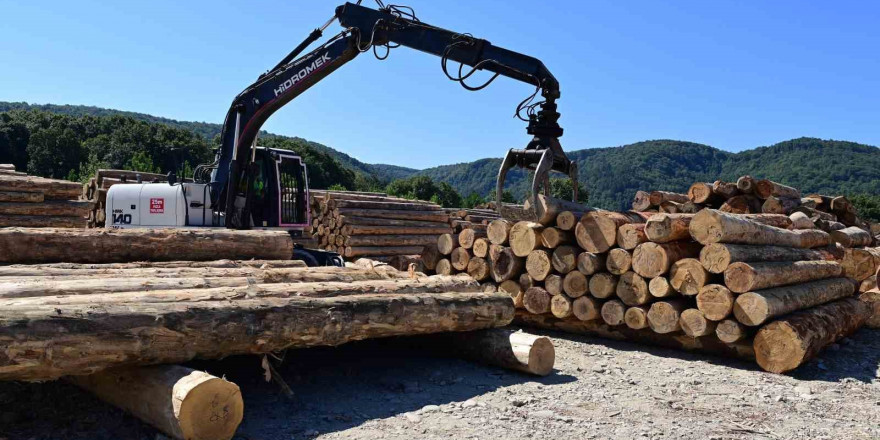 Karadeniz’in en büyük orman deposu Sinop’ta