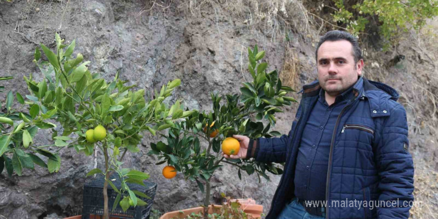 Karasal iklimde tropikal meyveler ve zeytin yetiştiriyor