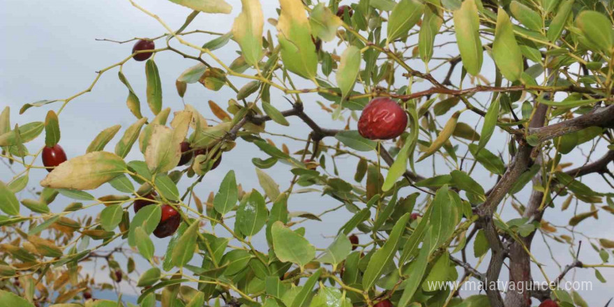 Karasal iklimde tropikal meyveler ve zeytin yetiştiriyor