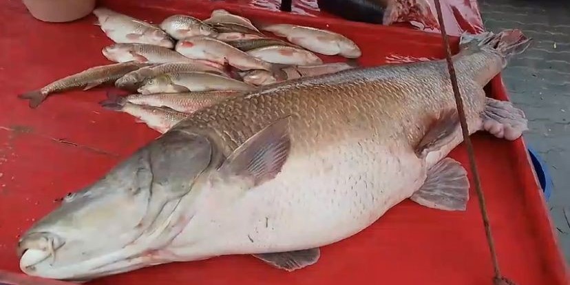 Karasu Nehri’nde 110 kiloluk turna balığı oltaya takıldı