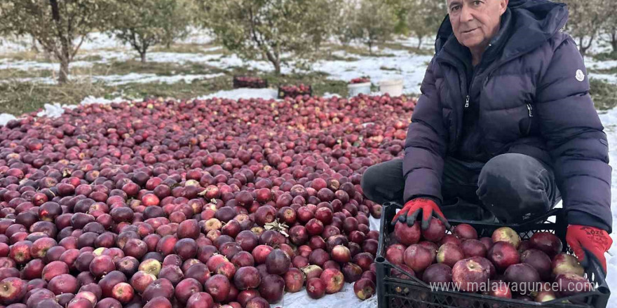 Karlı dağlarda zorlu elma hasadı