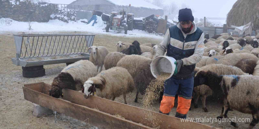 Kars’ta küçükbaş hayvancılık yapanlar çoban bulmakta zorluk çekiyor