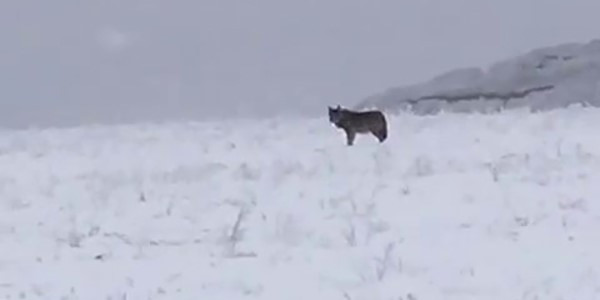 Kars’ta kurt sürüsü böyle görüntülendi