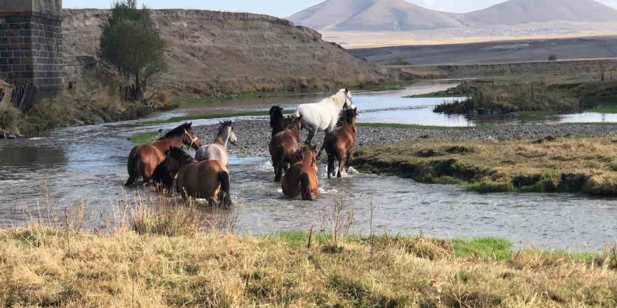 Kars’ta yılkı atları doğal ortamda görüntülendi