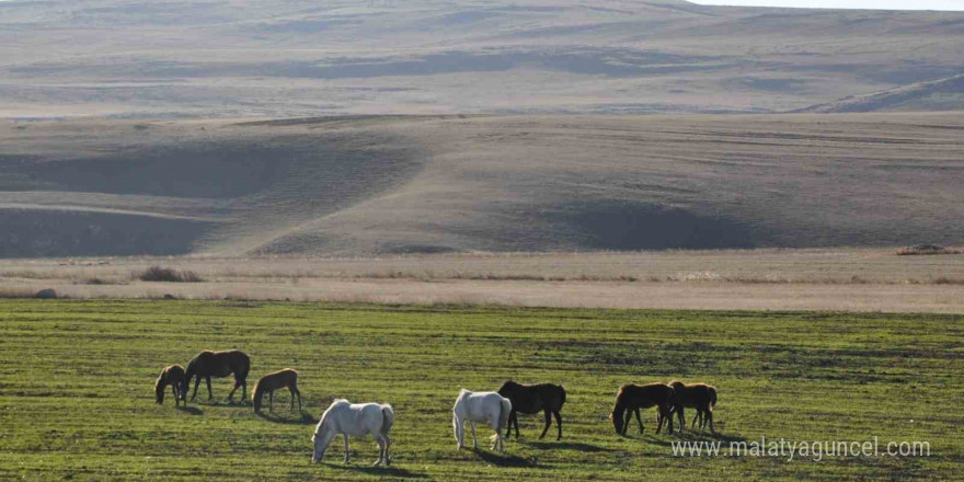 Kars’ta yılkı atları görüntülendi