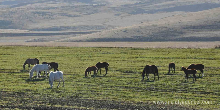 Kars’ta yılkı atları görüntülendi