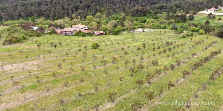 Kastamonu’da 5 bin 454 ton ceviz hasat edildi