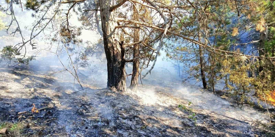 Kastamonu’da çıkan orman yangını büyümeden söndürüldü