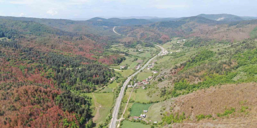 Kastamonu’da kahverengiye bürünen ormanlarla ilgili açıklama