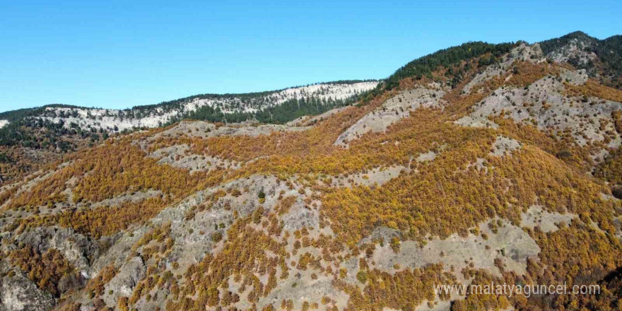 Kastamonu’da sonbaharın renkleri mest ediyor