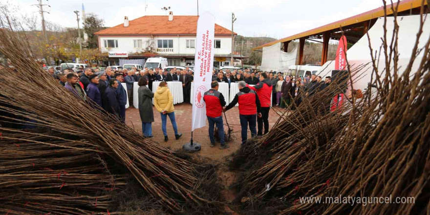 Kavaklıdere’de Cennet Elması fidanı dağıtımı