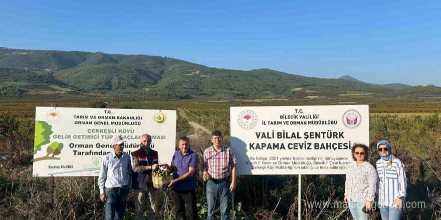 Kavaklığı ceviz bahçesine dönüştüren muhtarlık ilk hasadını yaptı